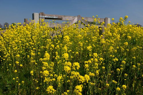 Rapeseed on the dike