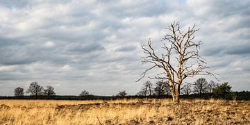 Een eenzame boom op de Veluwse heide