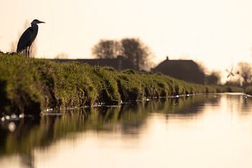 Heron along a polder ditch in the last daylight