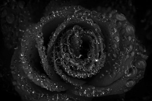 Schwarze Rose