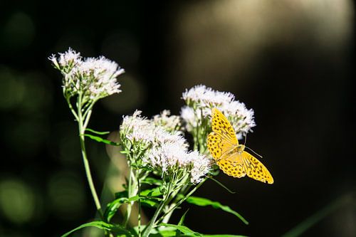 Verbazingwekkend grote oranje vlinder zittend op een witte bloem