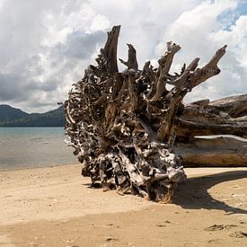 Boom op het strand, Ambon, Molukken, Indonesië van Zero Ten Studio