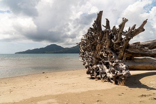 Boom op het strand, Ambon, Molukken, Indonesië
