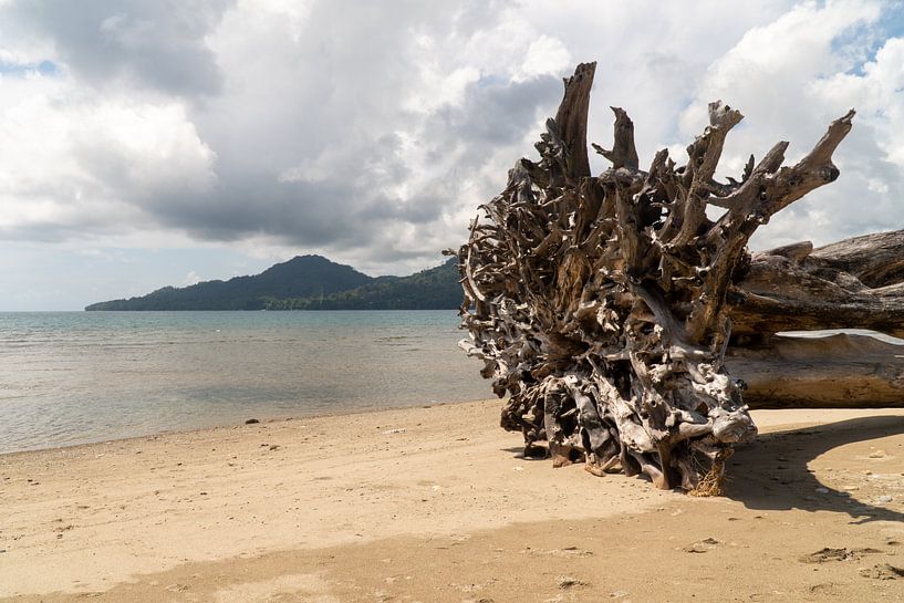 Boom op het strand, Ambon, Molukken, Indonesië van Zero Ten Studio