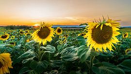 Sommertraum: Sonnenblumen im Abendlicht von Ahma NJAI