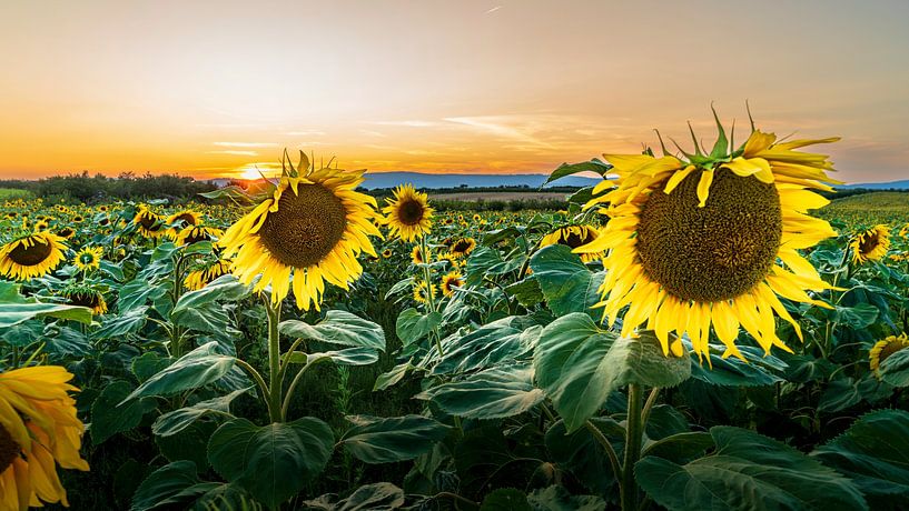 Rêve d'été : des tournesols dans la lumière du soir par Ahma NJAI