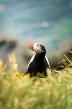 Papageientaucher auf Islands Klippen