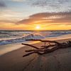 Du bois flotté sur une plage baignée par la lumière dorée du coucher de soleil sur Luc V. de Zeeuw