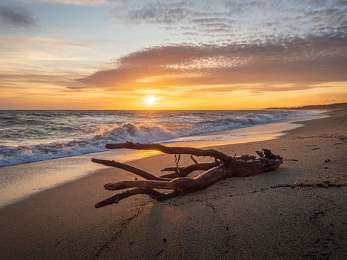 Drijfhout op het strand, badend in het gouden licht van de ondergaande zon
