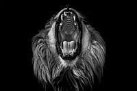 Roar ~ Afrikaanse leeuw 2