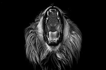 Roar ~ Afrikaanse leeuw 2