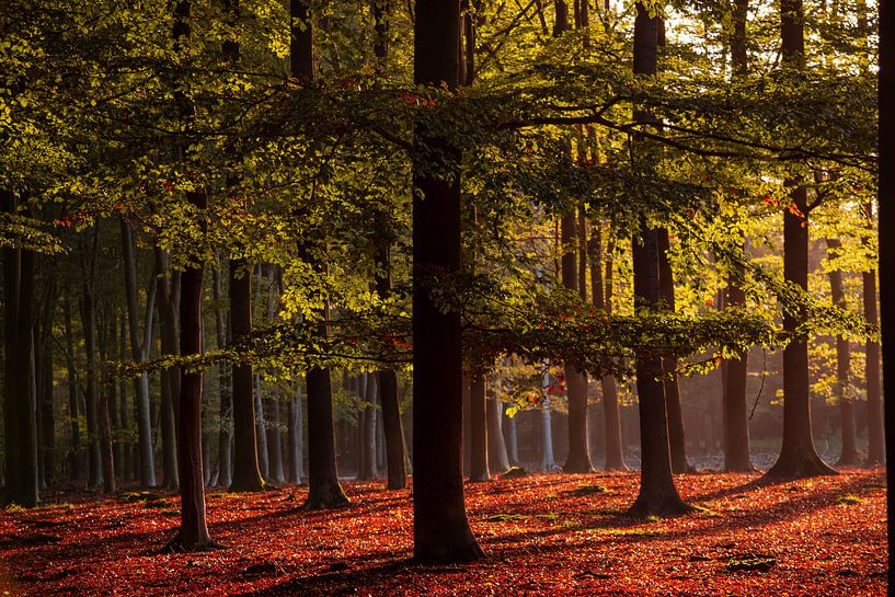l'automne ! par Mariëlle Weijsenfeld