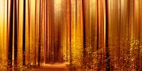 Autumn Forest