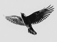 Flugdohle