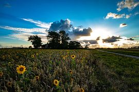 Sonnenblumenfeld Friesland von Frank Slaghuis