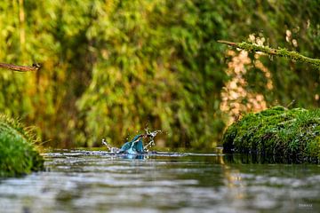 Ijsvogel van Tomasz_best_shots