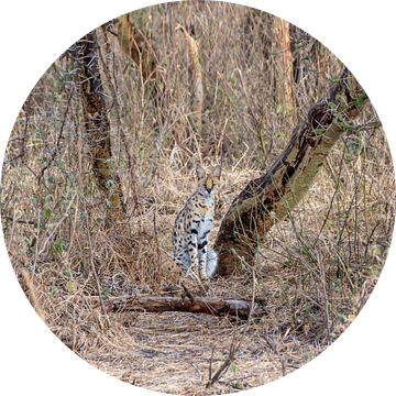 Serval Kat in Ngorongoro Crater van Mickéle Godderis