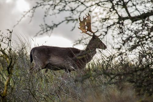 Damhert in Nederland