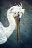 Pelikan von Claudia Moeckel Miniaturansicht