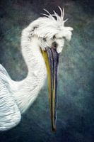 pelican