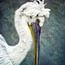 Pelicans