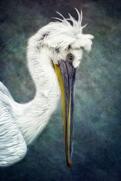 Pelikan von Claudia Moeckel