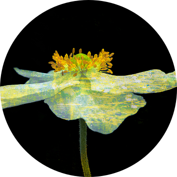 Anemone 'Honorine Jobert'