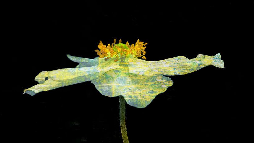 Anemone 'Honorine Jobert' by Monique van Velzen