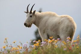 Sneeuwgeit (Oreamnos americanus), Glacier National Park, Montana, USA van Frank Fichtmüller