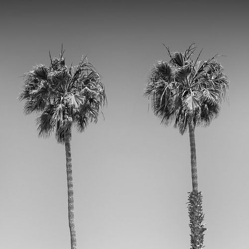 Palmenidylle | Monochrom
