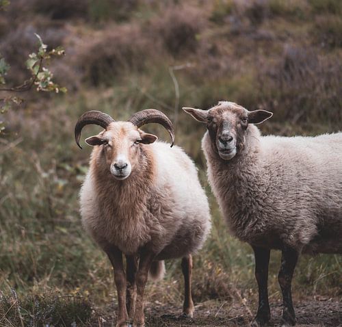 Est-ce qu'il nous regarde ?