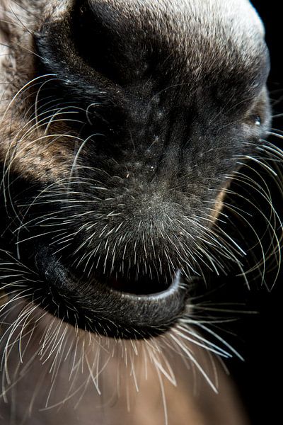 close-up horse 4 by Lina Heirwegh