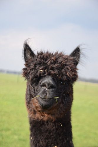 Alpaca