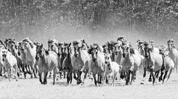 Chevaux sauvages dans le Merkender Bruch ( version SW ) sur Friedhelm Peters