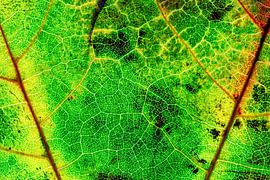 Leaf veins
