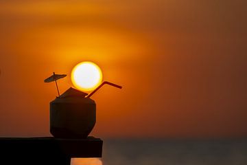 Coconut at sunset by Walter G. Allgöwer