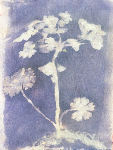 Ecoprint van Wolfsmelk