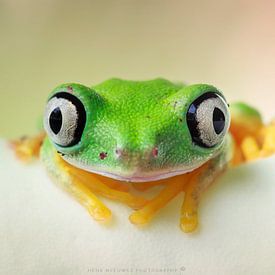 Henk Meeuwes Profilfoto
