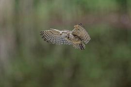 Hoelnuiltje sur Larissa Rand