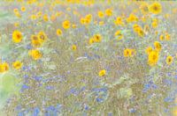 zonnebloemenveld
