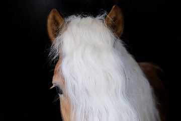 Close up van oog en prachtige dikke manen van een Haflinger paard van Helene van Rijn