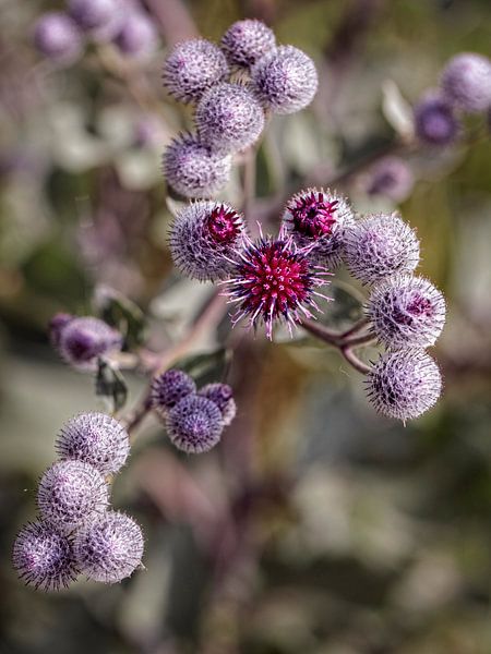 Downy Klit by Rob Boon
