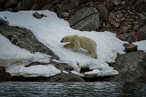 Polar bear on the coast of Svalbard II by Kai Müller