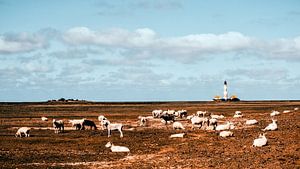Phare de Westerhever