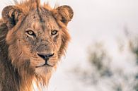 Lion au Krugerpark par Luuk Molenschot Aperçu