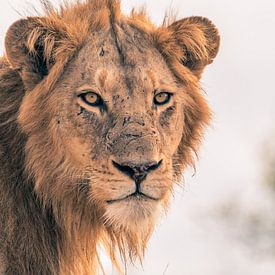 Lion in Krugerpark by Luuk Molenschot
