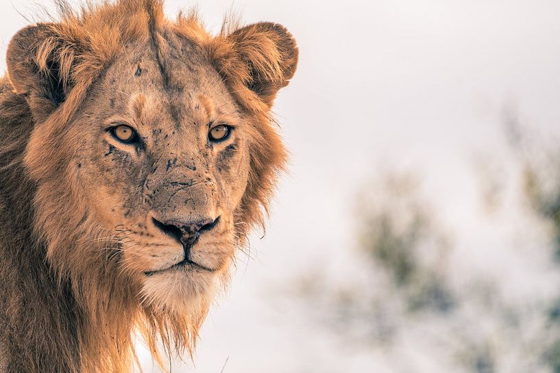Lion au Krugerpark par Luuk Molenschot