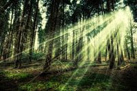 Walk into the Light...