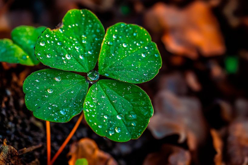 Wet shamrock in the sunlight by Poster Art Shop
