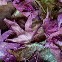 paarse herfst